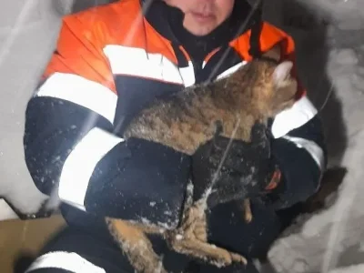 В Башкирии спасатели помогли оказавшейся в плену дымохода кошке