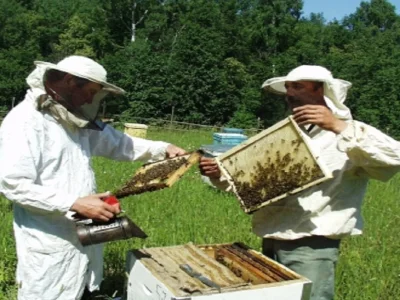 В Башкирии введут ответственность за ввоз в регион больных пчел