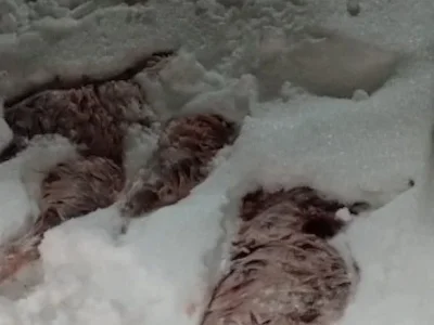 В Башкирии задержали браконьеров, убивших восемь кабанов