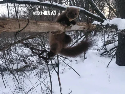 В Уфе куница попала в капкан и висела с ним на дереве