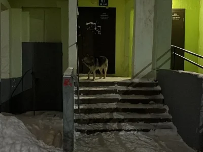 В Уфе бездомный пес не пускает жильцов в подьезд