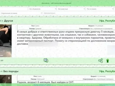 В Башкирии появился бесплатный портал для пристроя бездомных животных