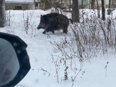 В Башкирии во дворе жилого дома прогуливался кабан