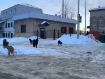 Жителей Уфы терроризируют беспризорные собаки