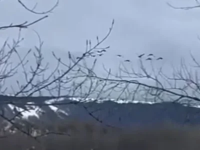 В Башкирию возвращаются лебеди (видео)