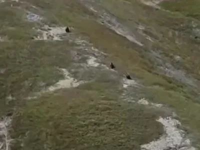 В Башкирии заметили медведицу с медвежатами на прогулке
