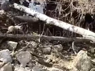 В Башкирии в заповеднике «Шульга-таш» туристы заметили одинокого медвежонка