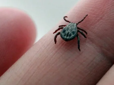 В России обнаружили новые виды вирусов, передаваемые клещами и комарами