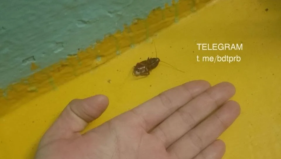 В Уфе детском саду завелись огромные тараканы