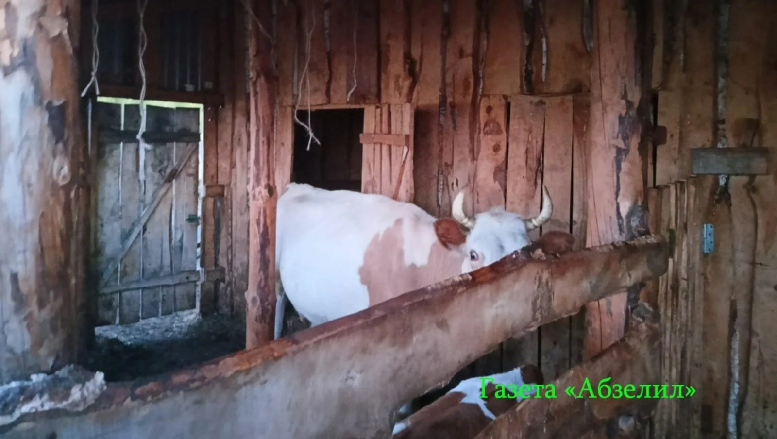 В Башкирии корова-убийца напала на свою хозяйку
