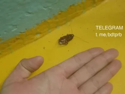 В Уфе детском саду завелись огромные тараканы