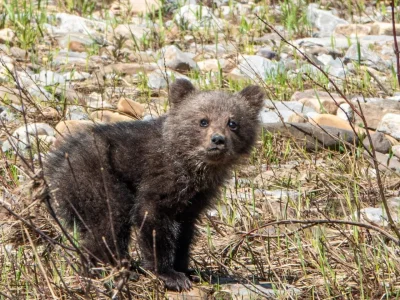 Инспекторы нацпарка «Башкирия» расследовали дело о потерявшемся медвежонке