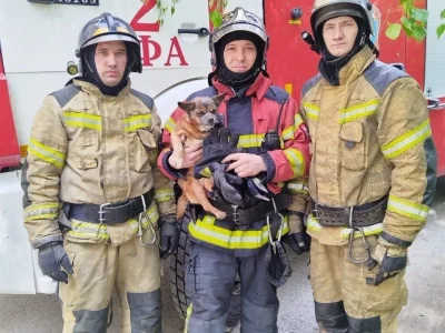 В Уфе из горящей квартиры спасли собаку