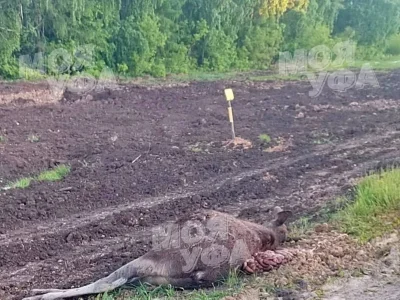 В башкирском Салавате около заправки нашли труп лосенка