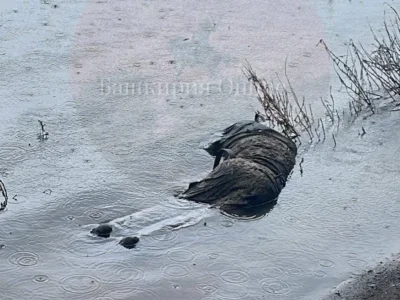 В Уфе нашли тело одного из пропавших подростков