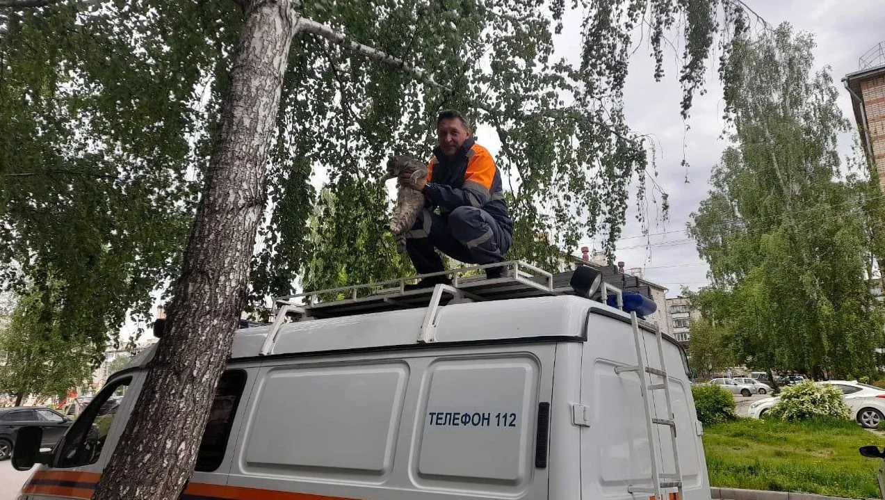 В Башкирии спасатели спустили котика с дерева