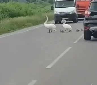 В Башкирии семья лебедей парализовала движение