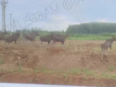 В Уфе автомобилисты встретили восемь лосей на Восточном выезде