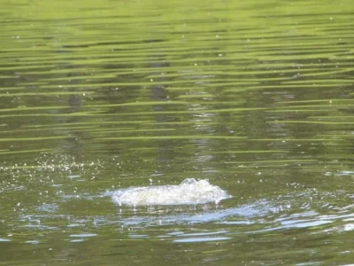 В озере под Уфой утонул 18-летний парень