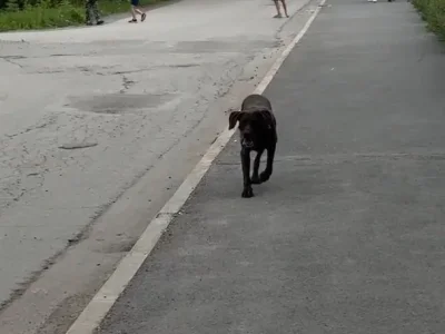В Уфе неизвестный выбросил собаку из машины и уехал (видео)